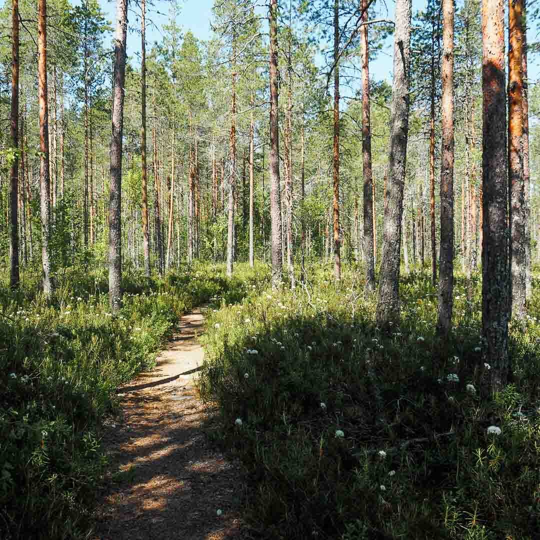 botnia-kodit-nelio-5