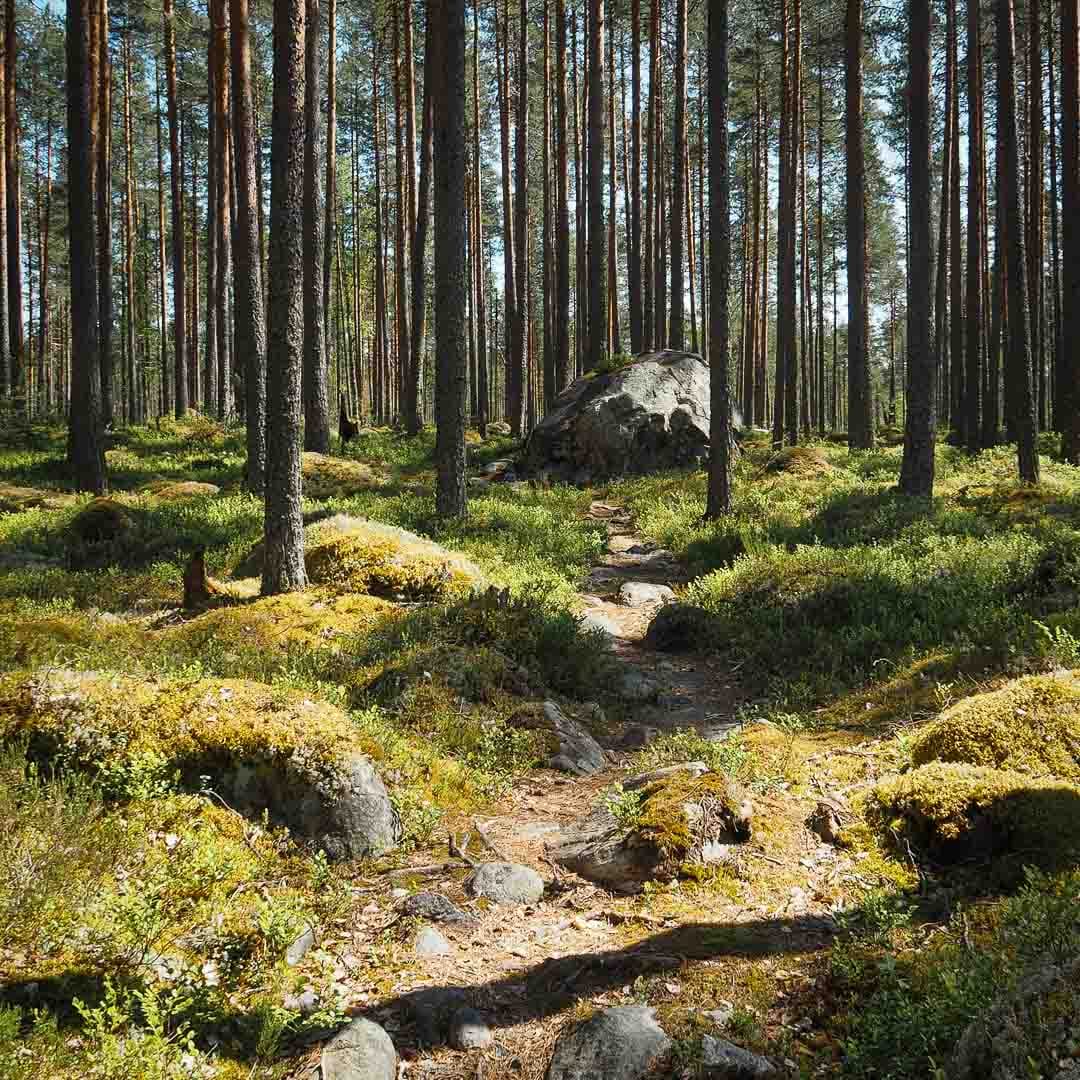 botnia-kodit-nelio-7